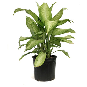 dieffenbachia camouflage height Dieffenbachia, 10in, Camouflage – Floral Acres Greenhouse & Garden Centre