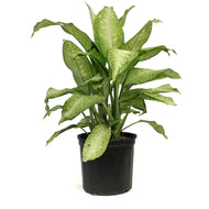 Dieffenbachia, 10in, Camouflage