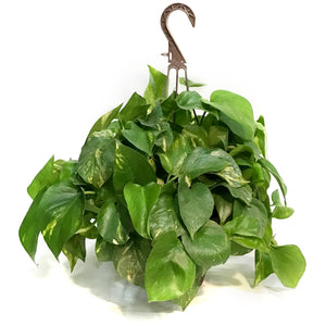 Pothos, 8in, Golden Hawaiian, Hanging Basket