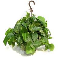Pothos, 8in, Golden Hawaiian, Hanging Basket