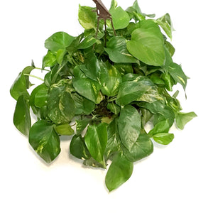 Pothos, 8in, Golden Hawaiian, Hanging Basket