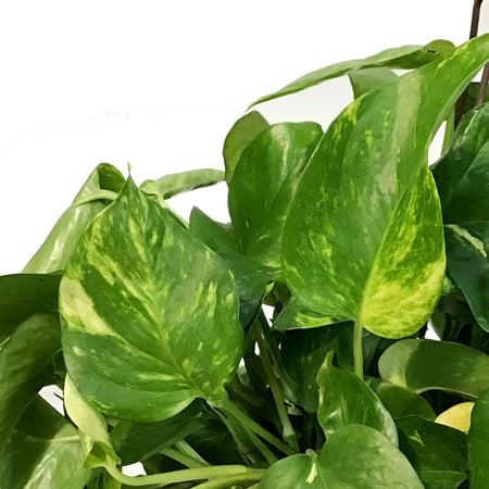 Pothos, 8in, Golden Hawaiian, Hanging Basket
