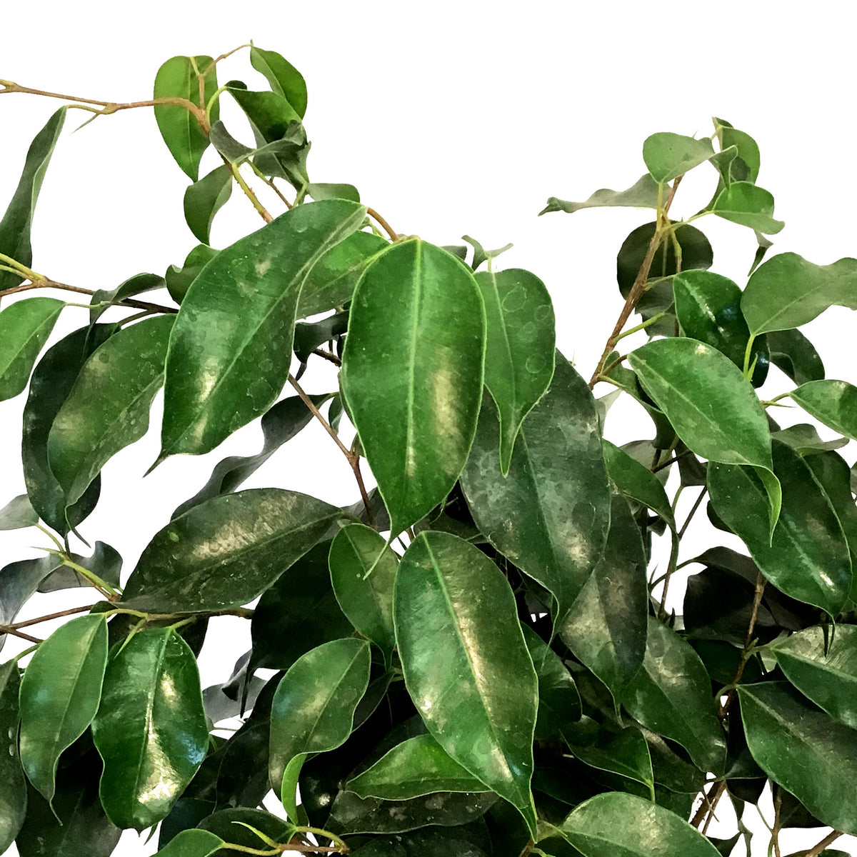 Ficus, 6in, Benjamina