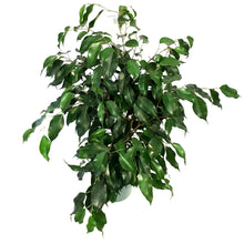Load image into Gallery viewer, Ficus, 6in, Benjamina
