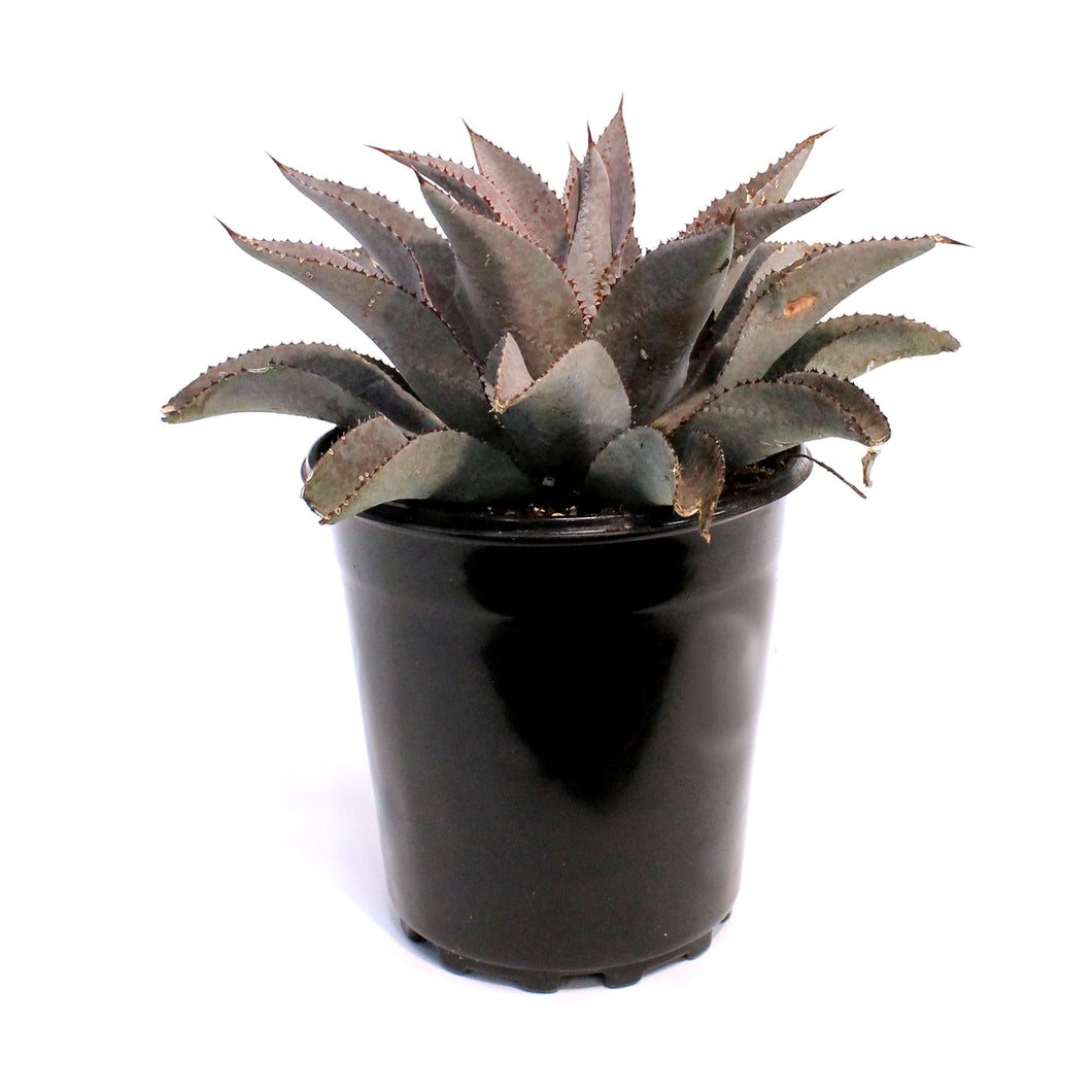 Mangave, 6in, Purple People Eater