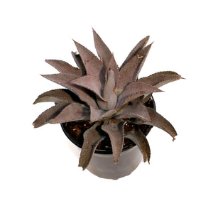 Mangave, 6in, Purple People Eater