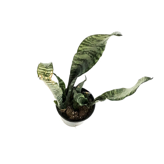Sansevieria, 4in, Black Coral