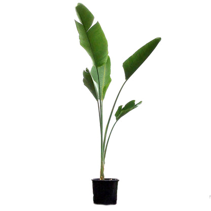 Bird of Paradise, 14in, White