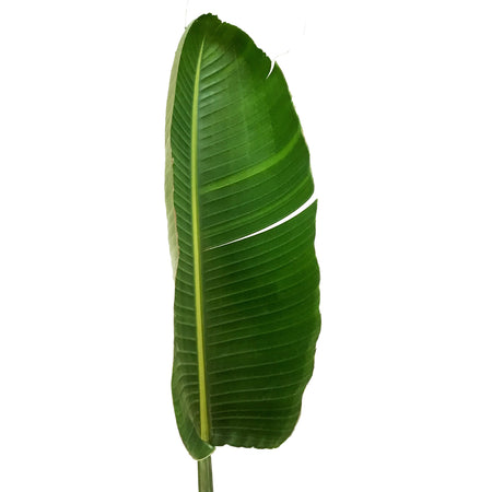 Bird of Paradise, 14in, White
