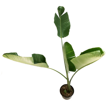 Bird of Paradise, 14in, White