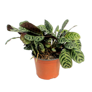 Calathea, 6in, Burle Marx