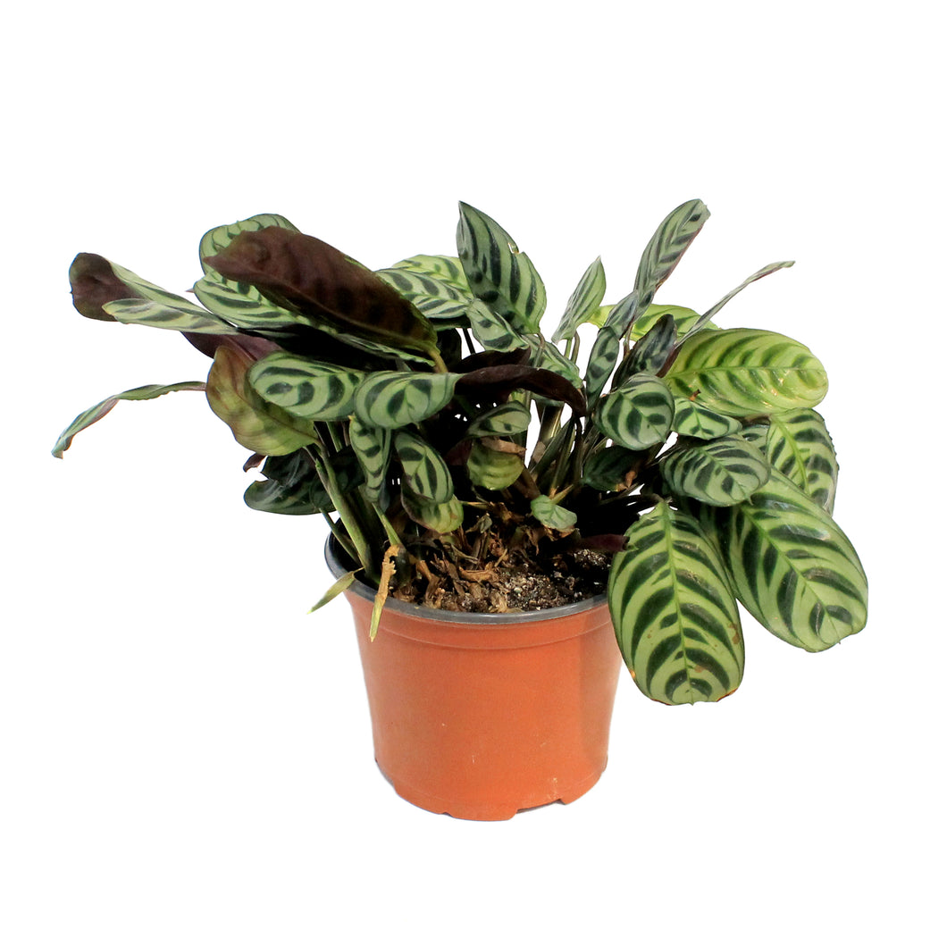 Calathea, 6in, Burle Marx