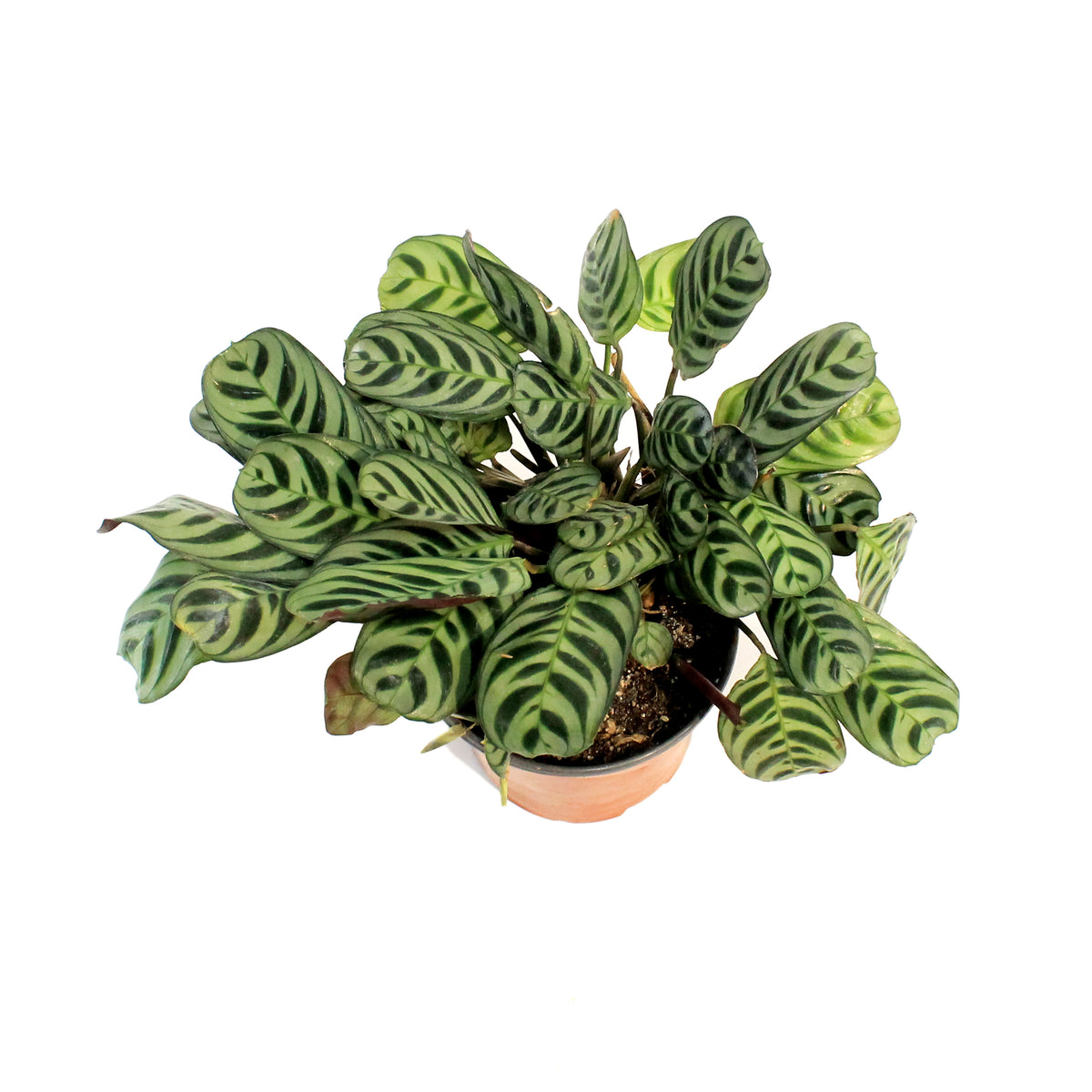Calathea, 6in, Burle Marx