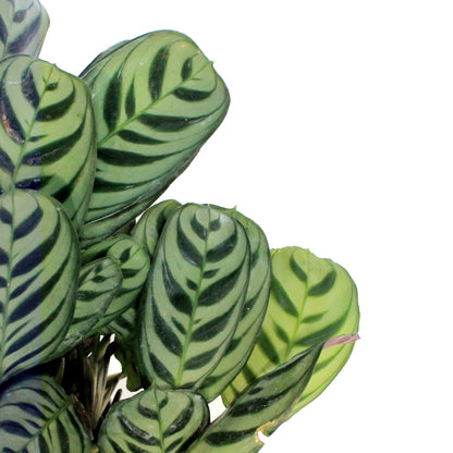 Calathea, 6in, Burle Marx
