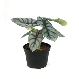 Alocasia, 6in, Silver Dragon