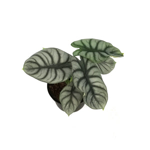 Alocasia, 6in, Silver Dragon