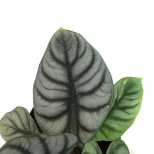 Load image into Gallery viewer, Alocasia, 6in, Silver Dragon
