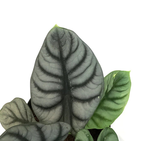 Alocasia, 6in, Silver Dragon