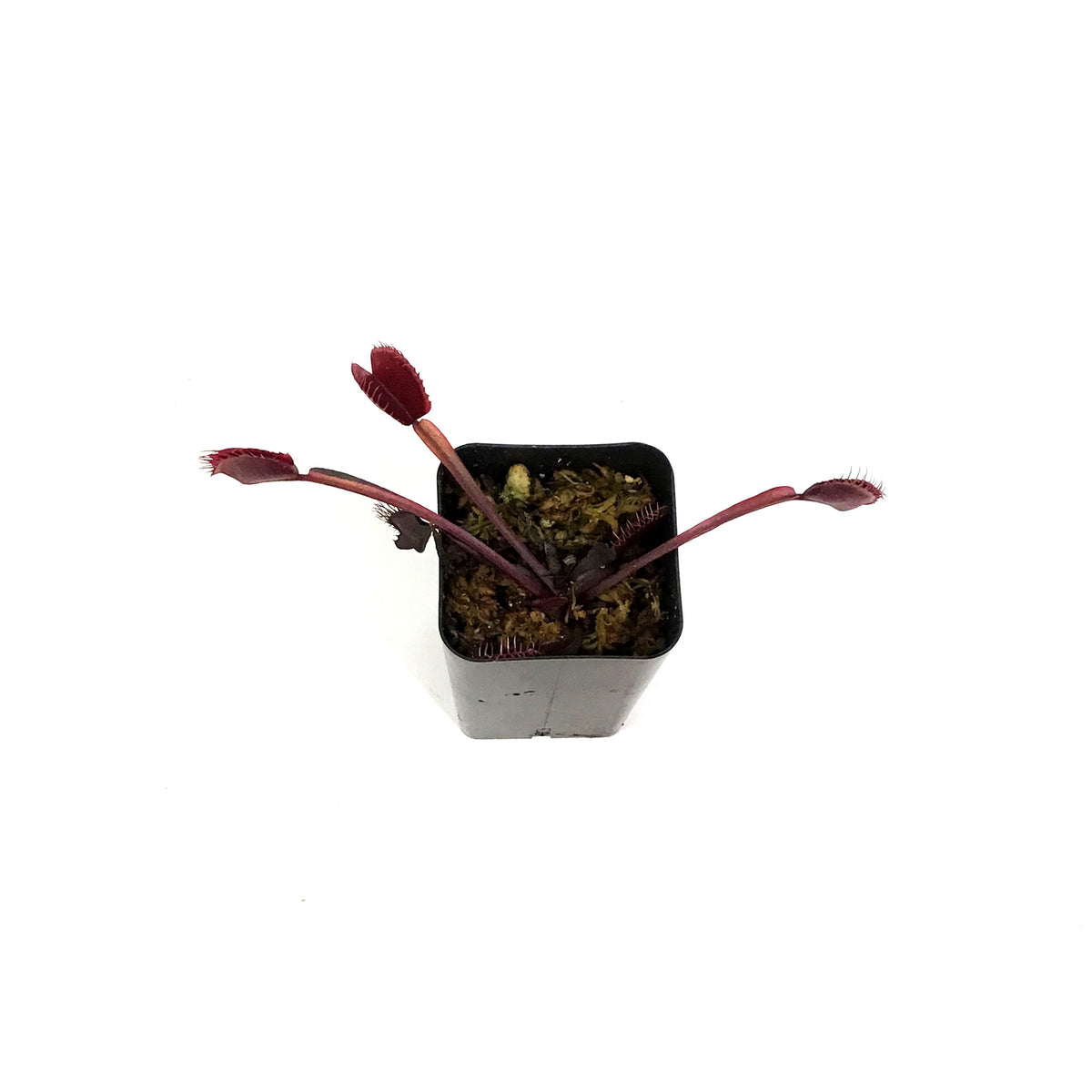 Venus Flytrap, 2.5in, Red Dragon