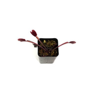 Venus Flytrap, 2.5in, Red Dragon