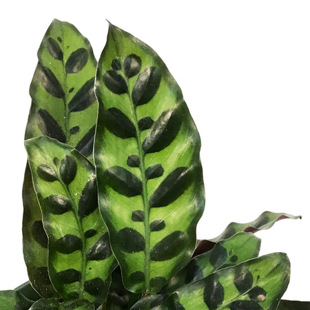 Calathea, 6in, Lancifolia