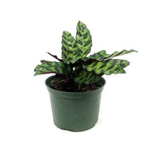 Load image into Gallery viewer, Calathea, 6in, Lancifolia
