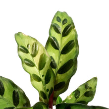 Load image into Gallery viewer, Calathea, 4in, Lancifolia
