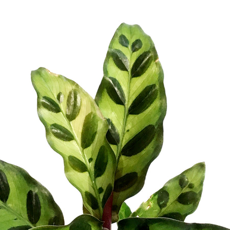 Calathea, 4in, Lancifolia