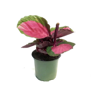 Calathea, 4in, Rosy