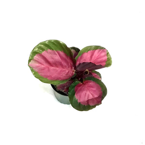 Calathea, 4in, Rosy