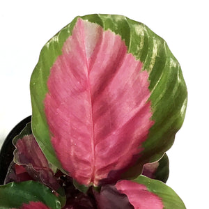 Calathea, 4in, Rosy