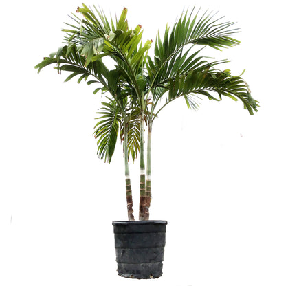 Palm, 17in, Adonidia Multi