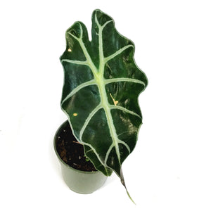 Alocasia, 4in, Amazonica