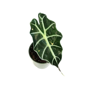 Alocasia, 4in, Amazonica