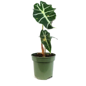 Alocasia, 4in, Amazonica