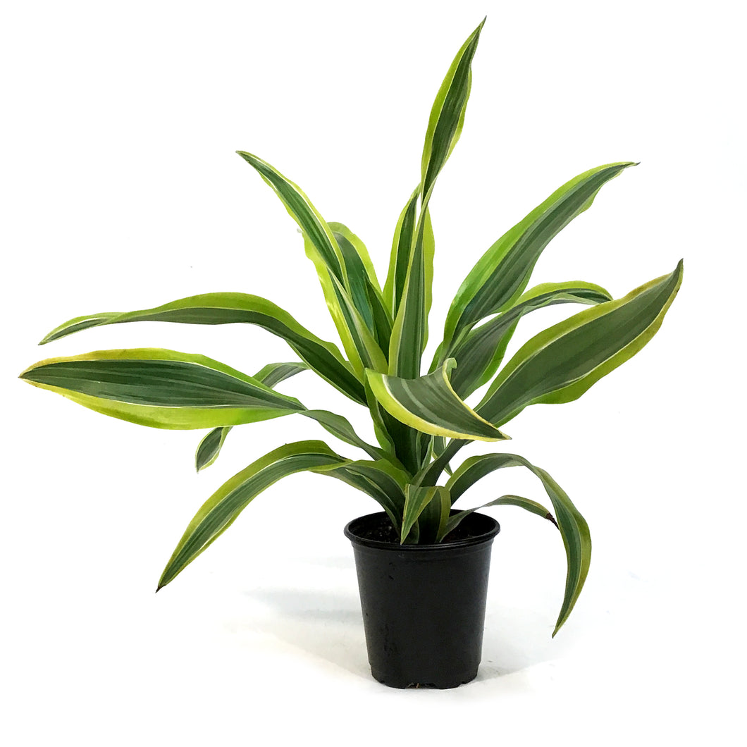 Dracaena, 3.5in, Lemon Lime