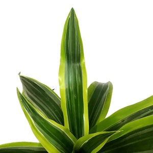 Dracaena, 3.5in, Lemon Lime