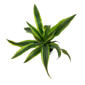 Dracaena, 3.5in, Lemon Lime