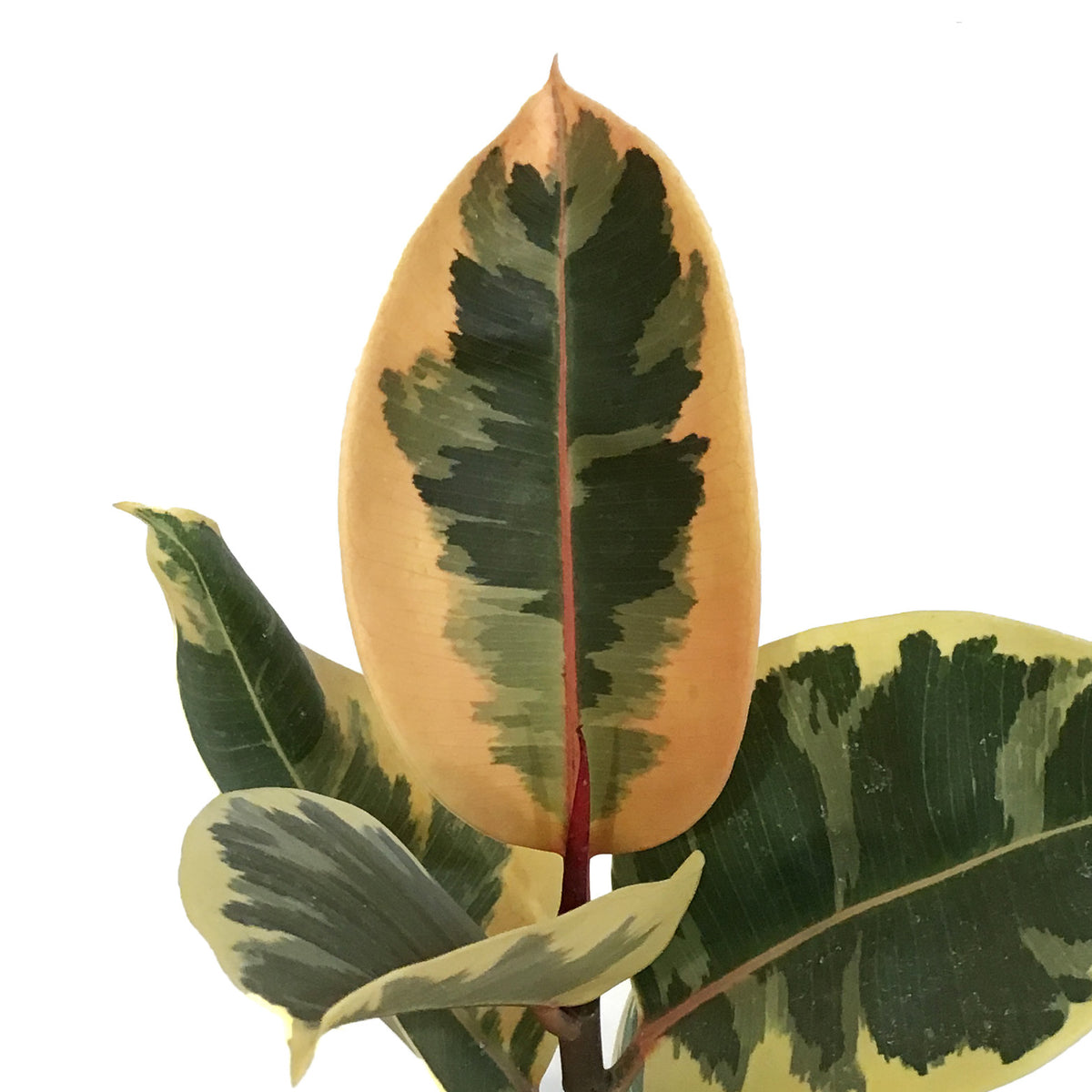 Ficus, 6in, Tineke