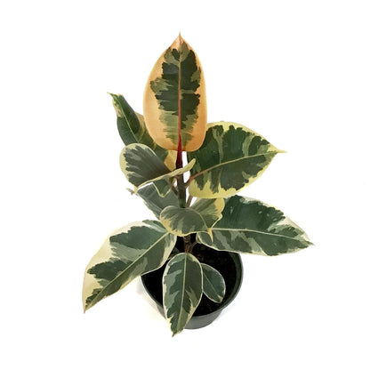 Ficus, 6in, Tineke
