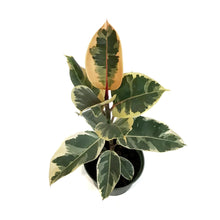 Load image into Gallery viewer, Ficus, 6in, Tineke
