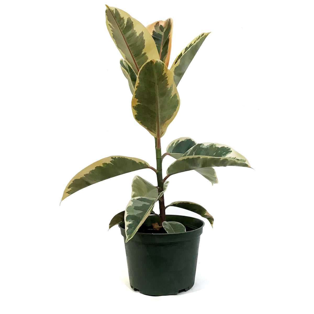 Ficus, 6in, Tineke