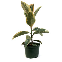 Load image into Gallery viewer, Ficus, 6in, Tineke
