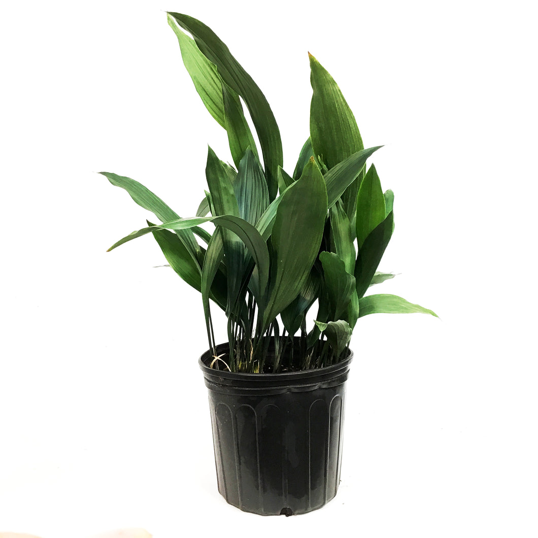 Aspidistra, 10in, Cast Iron