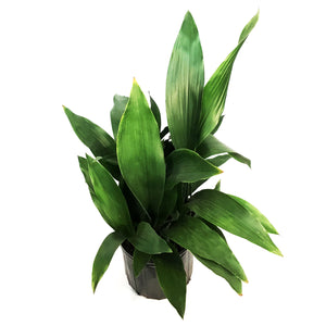 Aspidistra, 10in, Cast Iron