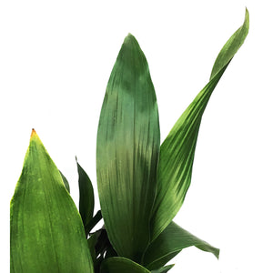 Aspidistra, 10in, Cast Iron