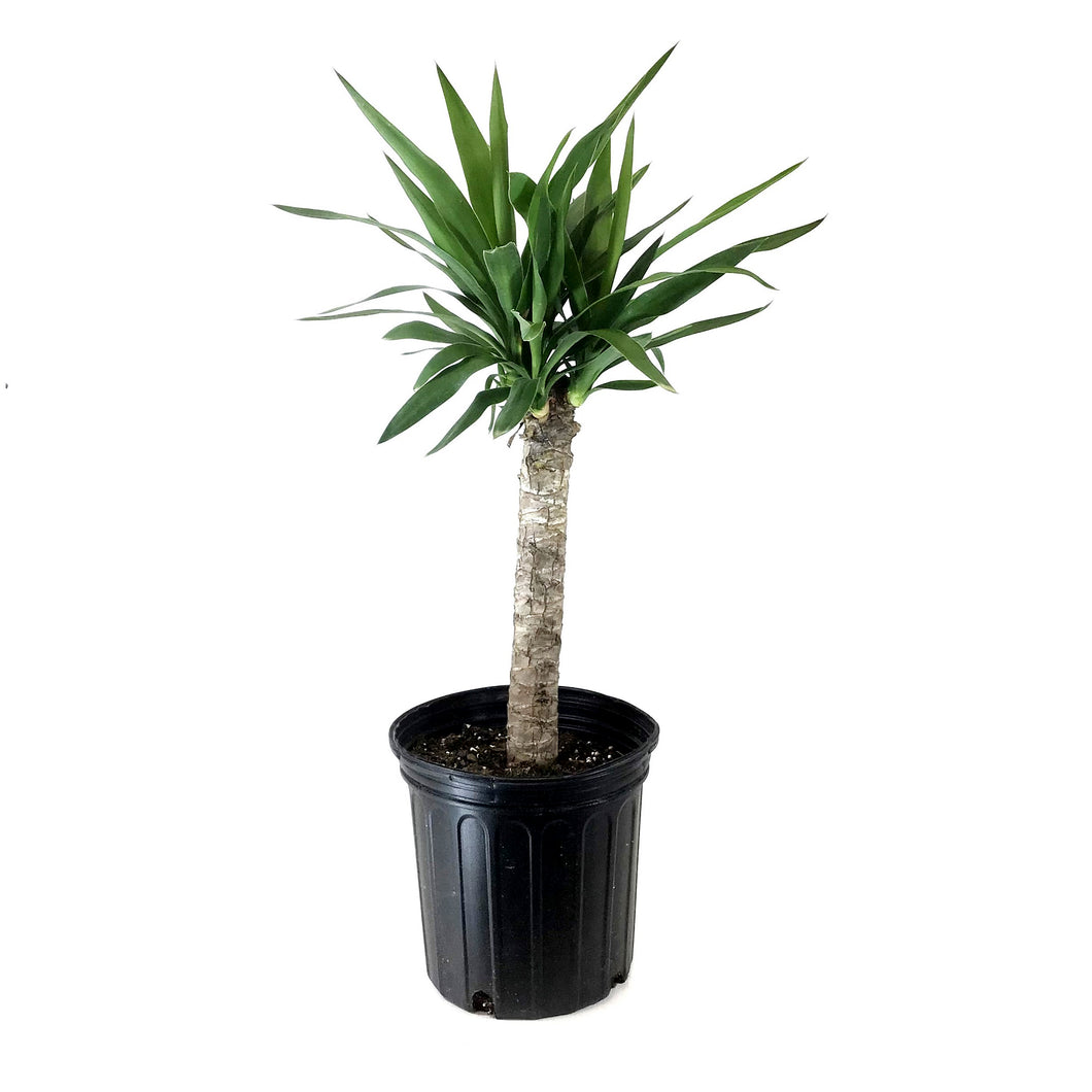 Yucca, 10in, Cane