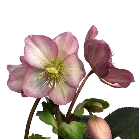 Helleborus, 6in