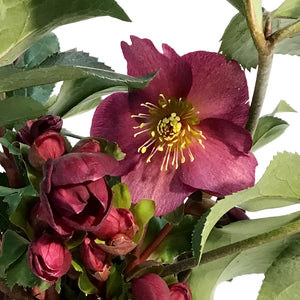 Helleborus, 6in