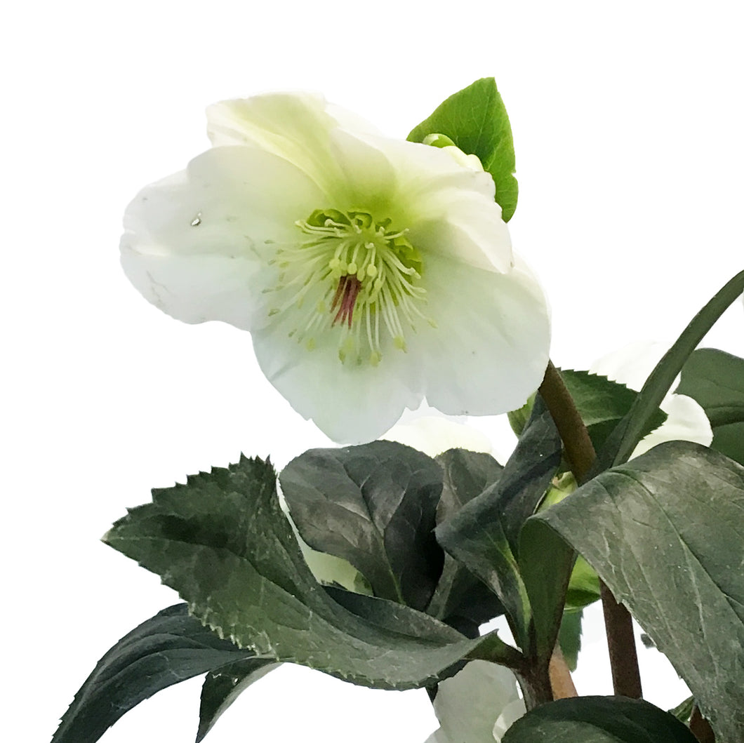 Helleborus, 6in